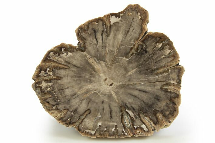 Beautiful Petrified Wood (Araucaria) Round - Madagascar #318517